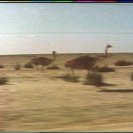 Still frame from Oxide St Junction: emus running along the fence.