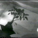 The bonsai tree that was the focus of teh works in Brett Whitely's room at the Yellow House. Frame from Akia Ghost Poems.
