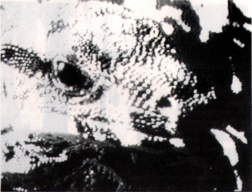 Catalogue image, from Video/Culture catalogue, for Richard Guthrie: Dog and Lizard Legend (1985).